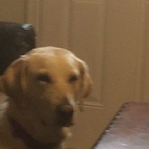 Meet your Posher, Denise